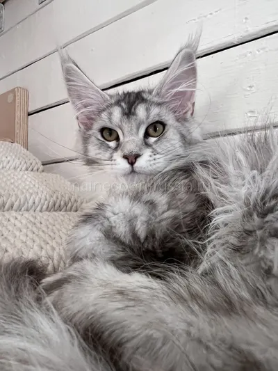 Gloria — Maine Coon kitten, Black Silver marble, rossetes blotched MCO ns 25