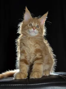 Котенок мейн-кун