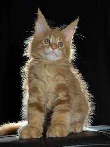 Котенок мейн-кун
