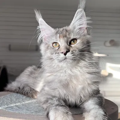 Котенок мейн-кун