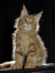 Котенок мейн-кун