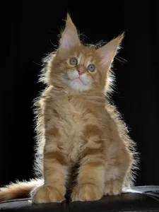 Котенок мейн-кун
