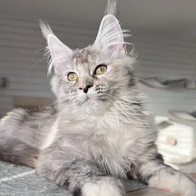 Котенок мейн-кун