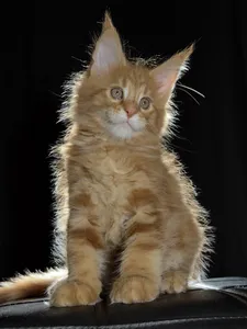 Котенок мейн-кун