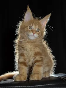Котенок мейн-кун