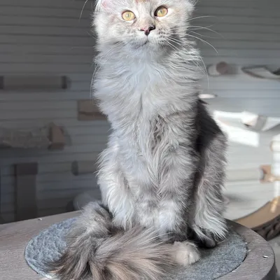 Котенок мейн-кун