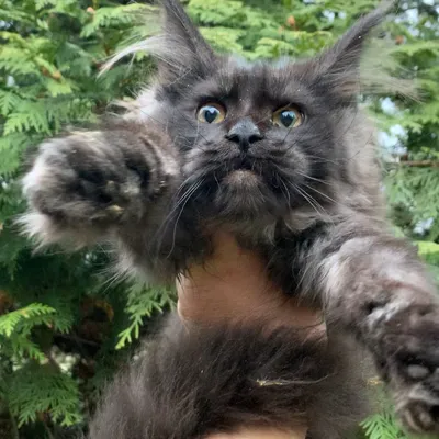 Котенок мейн-кун