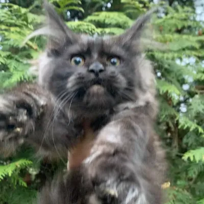 Котенок мейн-кун