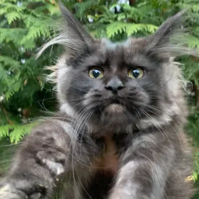 Котенок мейн-кун