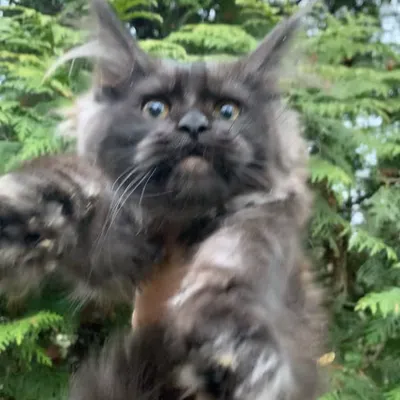 Котенок мейн-кун