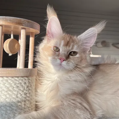 Котенок мейн-кун