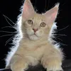 Elvis - фото 3
