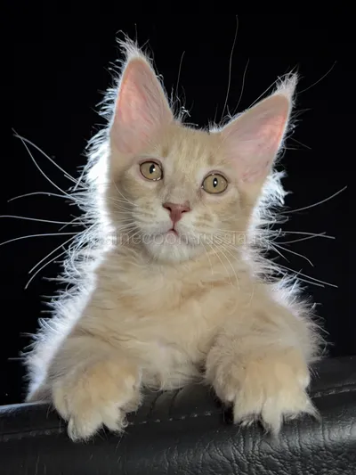 Elvis — Котенок мейн-кун, Кремовый дым MCO es
