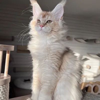 Котенок мейн-кун