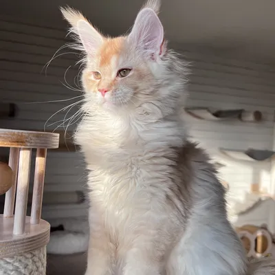 Котенок мейн-кун