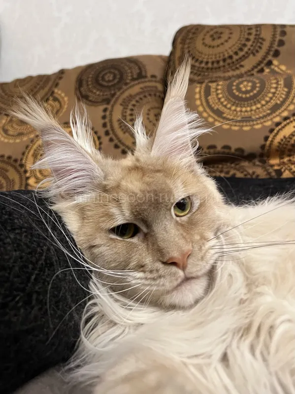 Maine Coon kitten Red smoke MCO ds Boy