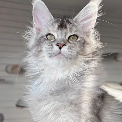 Котенок мейн-кун