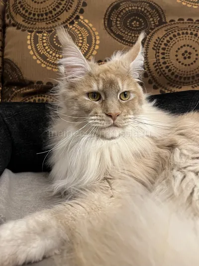 Conner — Котенок мейн-кун, Красный дым MCO ds