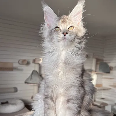 Котенок мейн-кун