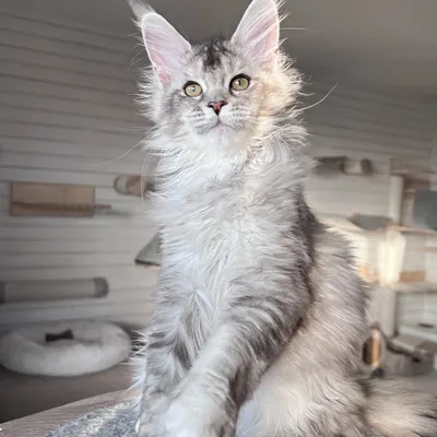 Котенок мейн-кун