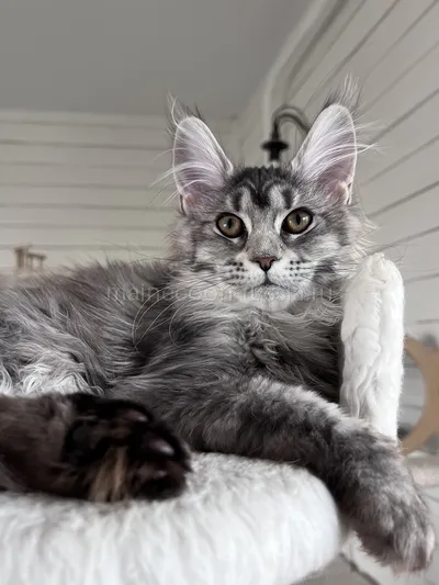 Gera — Maine Coon kitten, Black Silver marble, rossetes blotched MCO ns 25