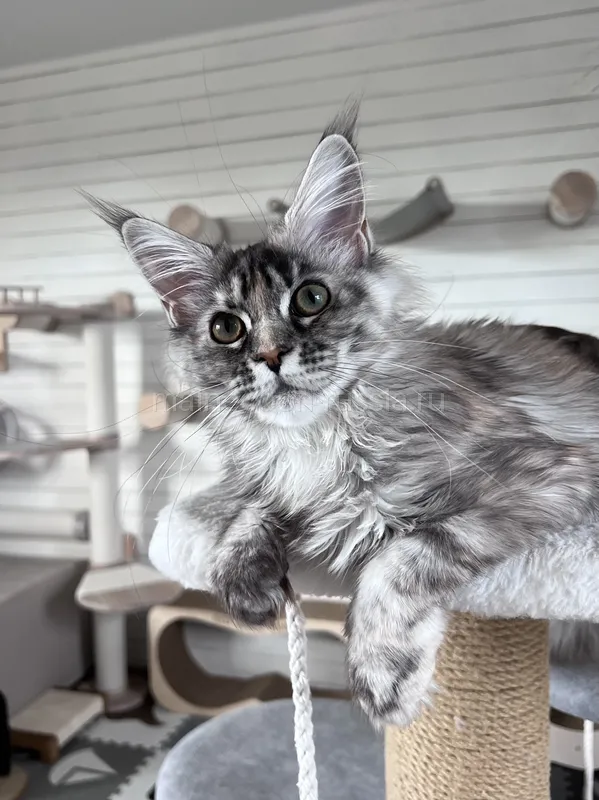 Maine Coon kitten Tortie Silver Classic Tabby MCO fs 22 Girl