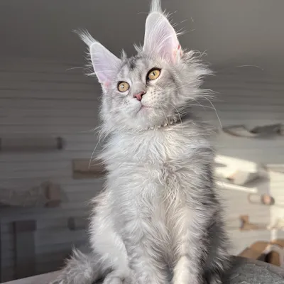 Котенок мейн-кун