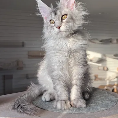 Котенок мейн-кун