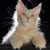 Elvis - фото 1