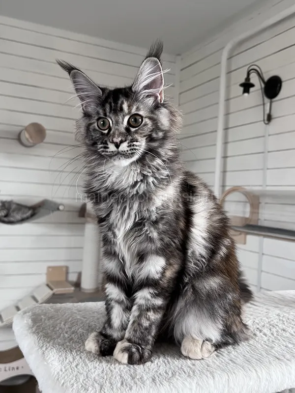 Maine Coon kitten Tortie Silver Classic Tabby MCO fs 22 Girl