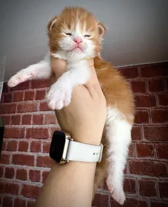 Котенок мейн-кун