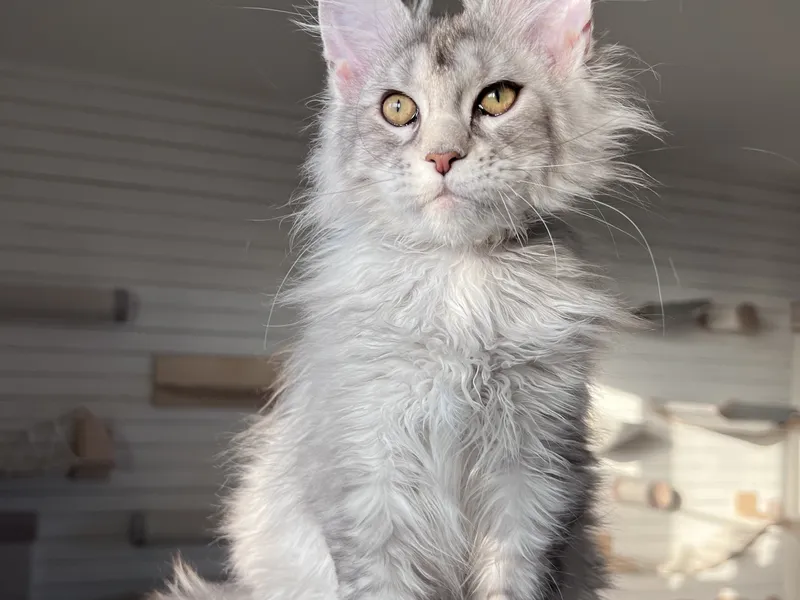 Maine Coon kitten Black Silver marble, rossetes blotched MCO ns 25 Boy