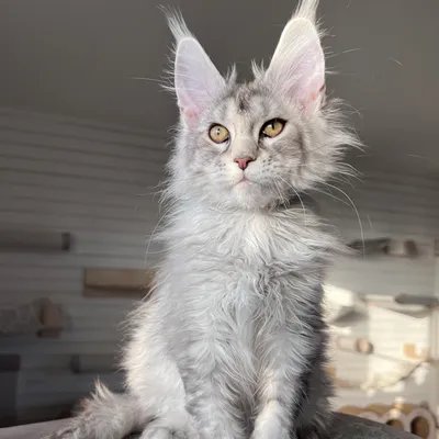 Котенок мейн-кун