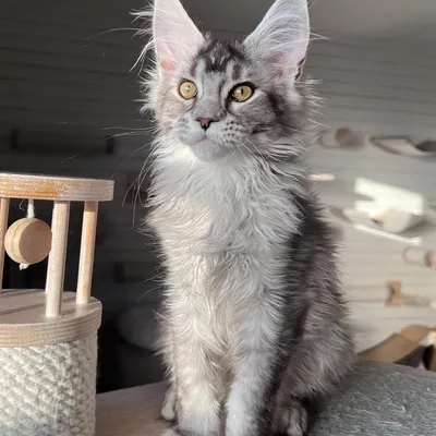 Котенок мейн-кун