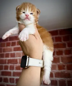 Котенок мейн-кун