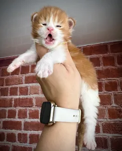 Котенок мейн-кун
