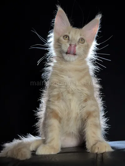 Elvis — Котенок мейн-кун, Кремовый дым MCO es