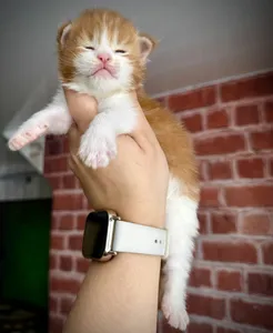 Котенок мейн-кун