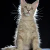 Elvis - фото 8