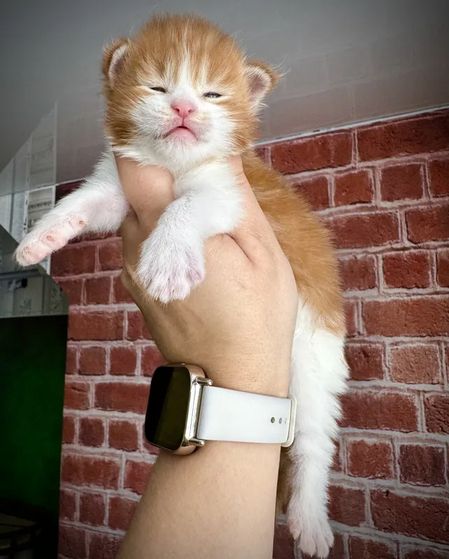 Котенок мейн-кун Красный с белым MCO d 22 03 Мальчик