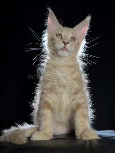 Elvis — Котенок мейн-кун, Кремовый дым MCO es