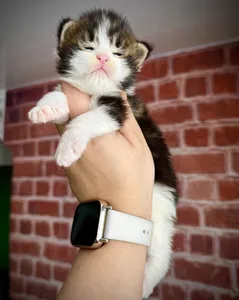 Котенок мейн-кун