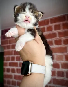 Котенок мейн-кун