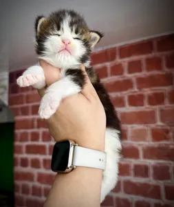 Котенок мейн-кун