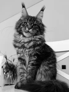 Maine Coon kitten