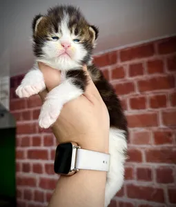 Котенок мейн-кун