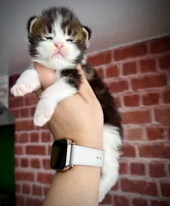 Котенок мейн-кун