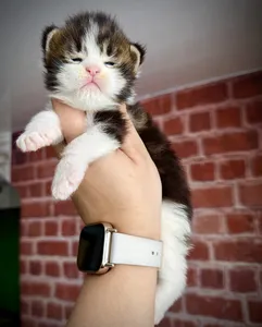 Котенок мейн-кун