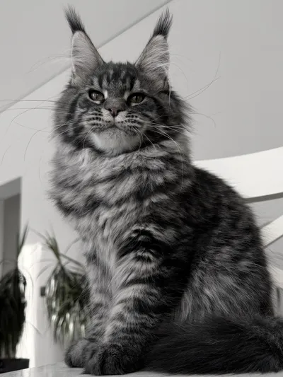 Maine Coon kitten
