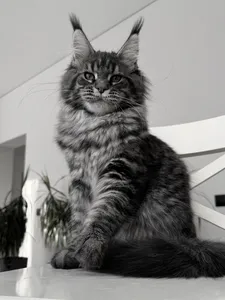 Maine Coon kitten